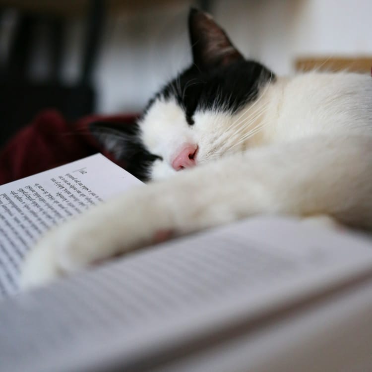 Image: close-up photo of a sleepy tuxedo cat rests one paw on an open book. 